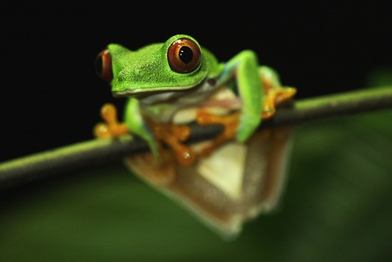 tree frog